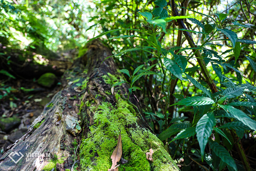 ancient trees in Ta Lien mountain