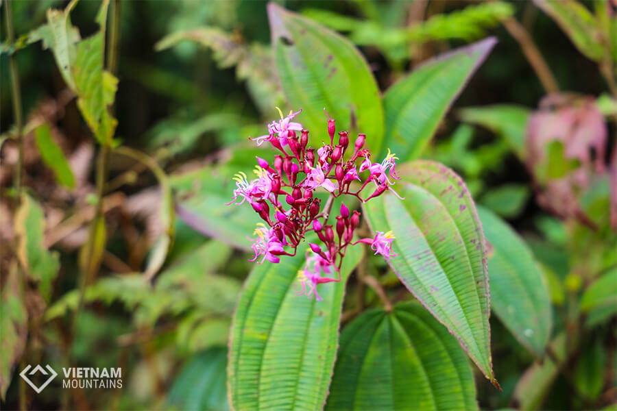 Nature at Ta Lien mountain