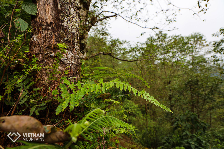 Nature at Ta Lien mountain