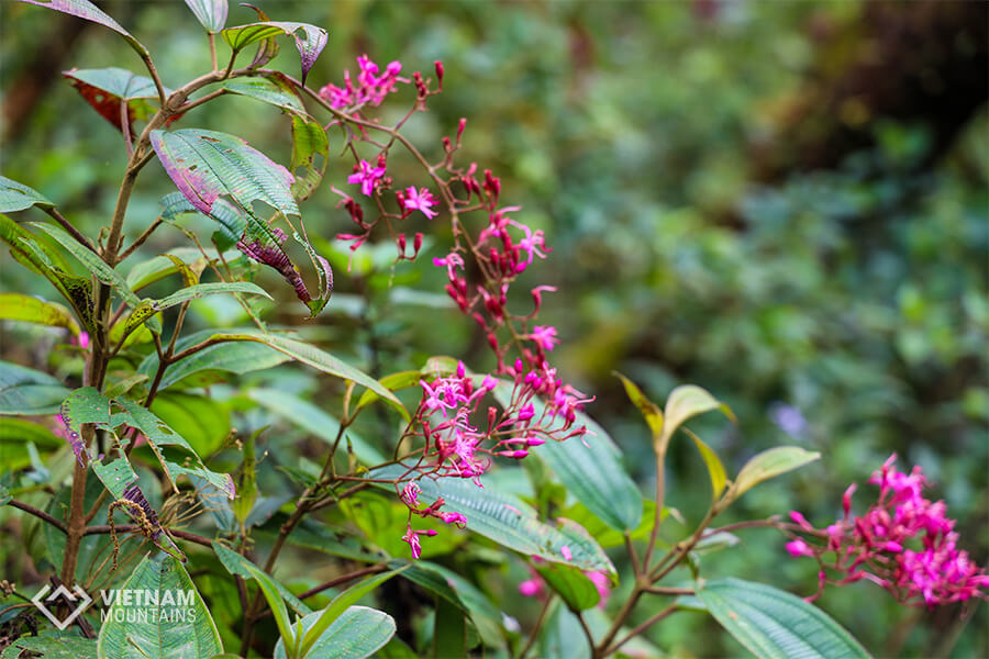 Nature at Ta Lien mountain